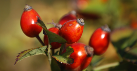 Rosa Mosqueta: para que serve?